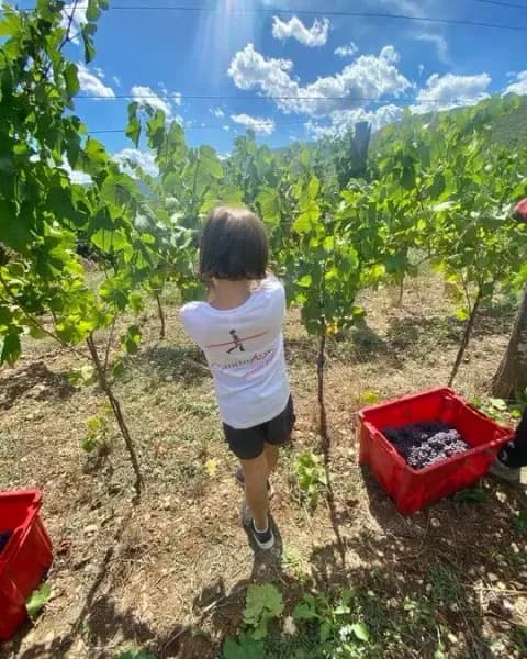 Cantine aperte in vendemmia Immagine di CantinArte