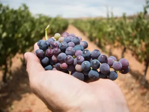Cantine aperte in vendemmia 2023 in Abruzzo