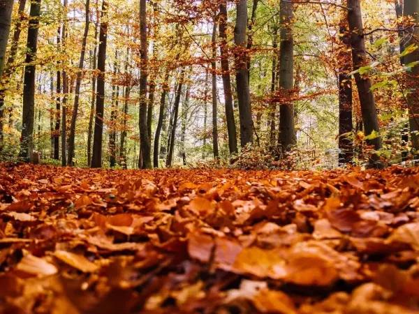 Dove raccogliere castagne in abruzzo   su Freepik