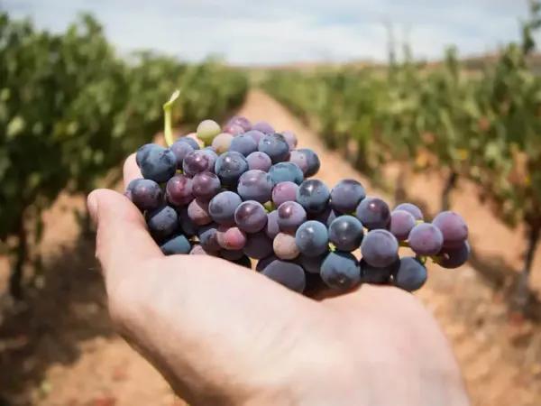 Cantine aperte in vendemmia 2023   su Freepik