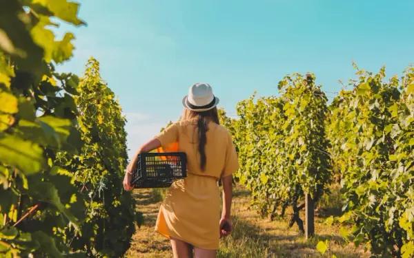 Cantine aperte in vendemmia 2023 Abruzzo   su Freepik