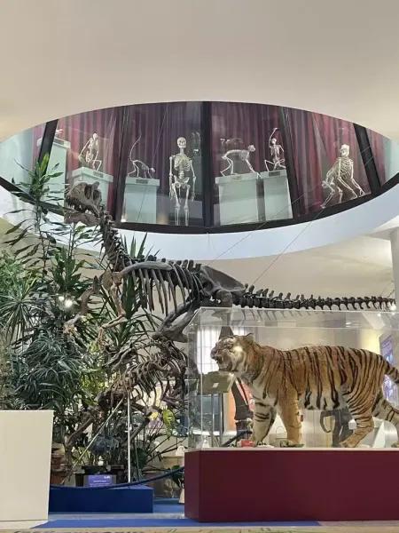 Copertina per l'articolo: Museo universitario Chieti