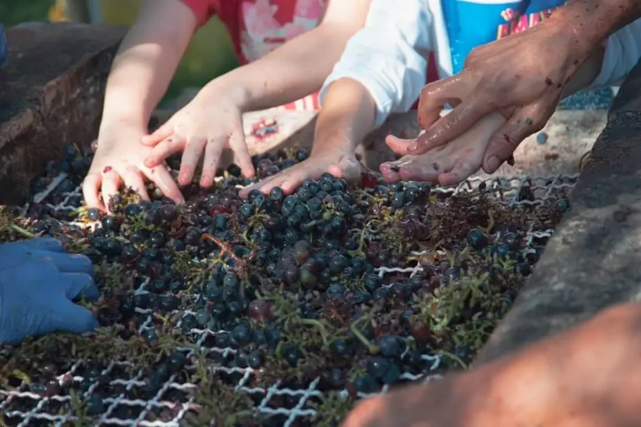 Cantine Aperte in Vendemmia in Abruzzo 2023